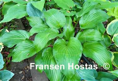 Hosta The Shire